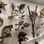 Queensland Museum Kurilpa