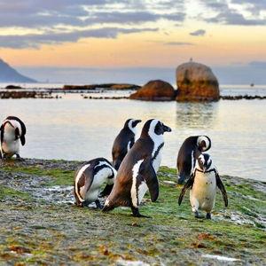 Cape Point | Penguin Tour for 2