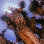 Joshua Tree National Park