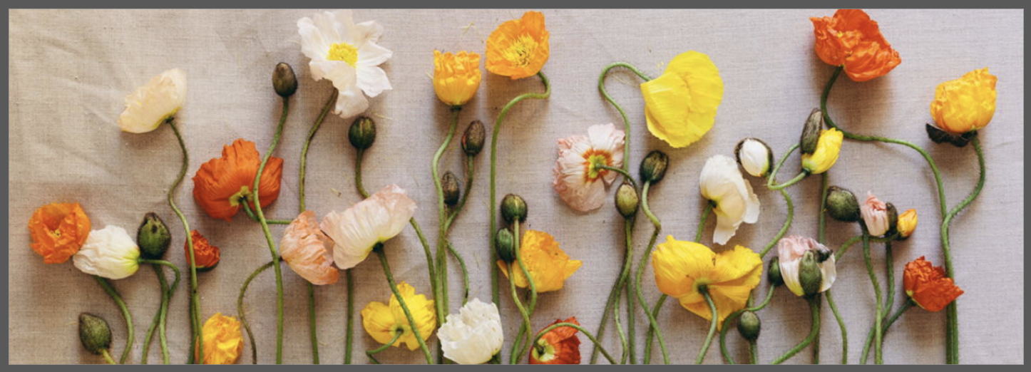 The Wedding Website of Megan Sullivan and Courtney Tiziani