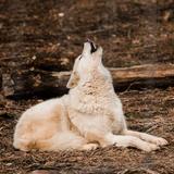 Wolf Sanctuary of PA