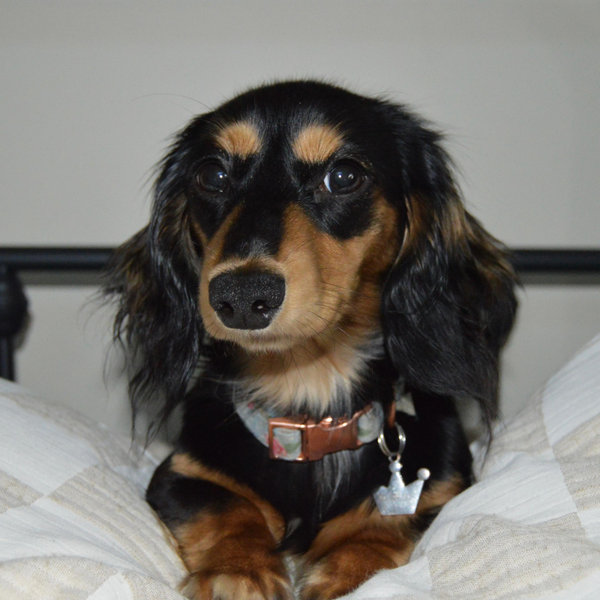Pet Sitting For Honeymoon