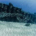 Snorkel at Electric Beach Park