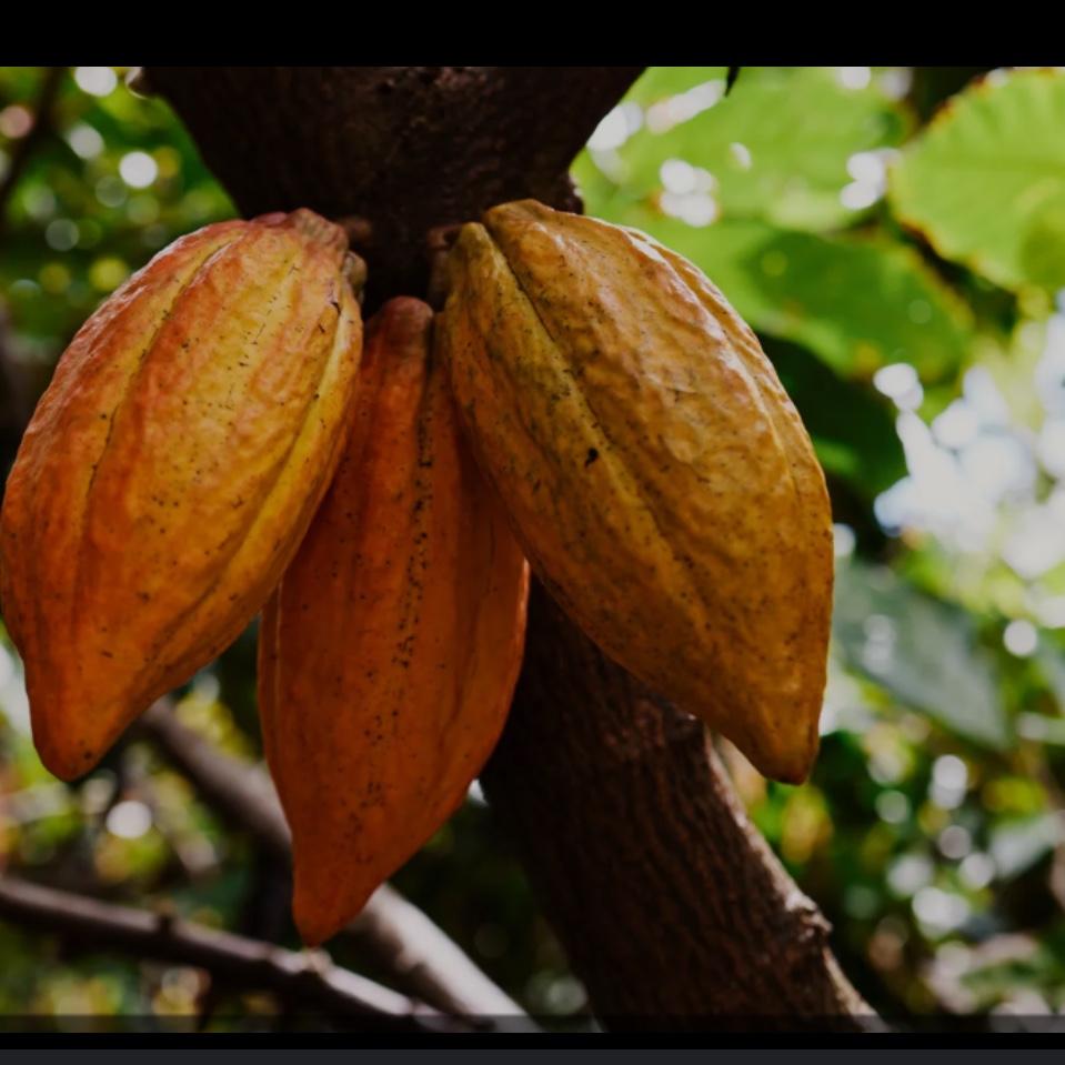 Kauai Chocolate Farm Tour & Tasting