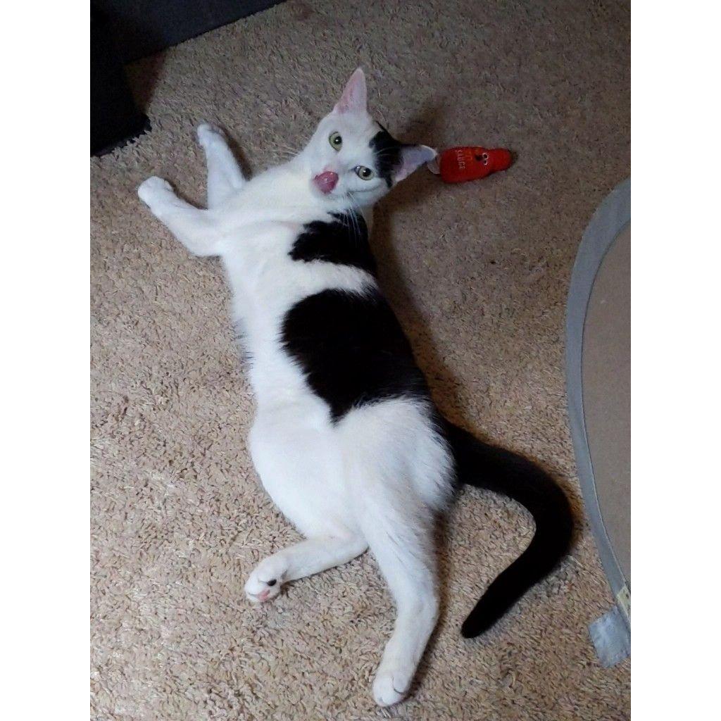 Poe