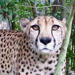 Brevard Zoo