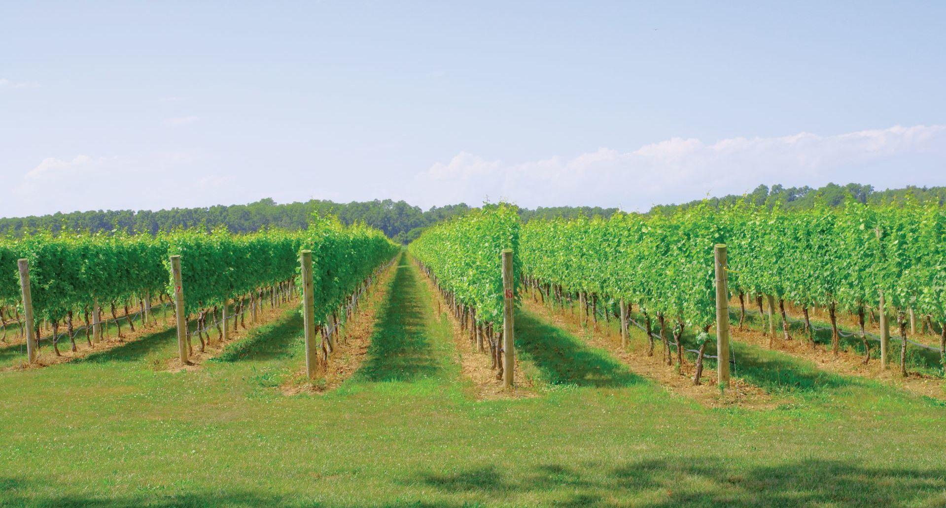 The Wedding Website of Lauren Loy and Ryan Stranieri