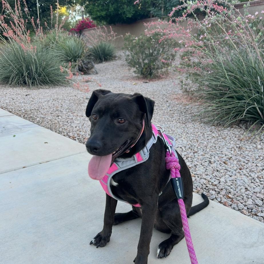 ...and become a family of three when we adopted our sweet Nala girl...
