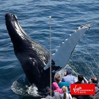 2 Tickets for Whale Watching - Boston