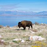 Antelope Island State Park