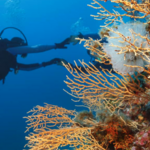 Half Moon: Scuba Diving