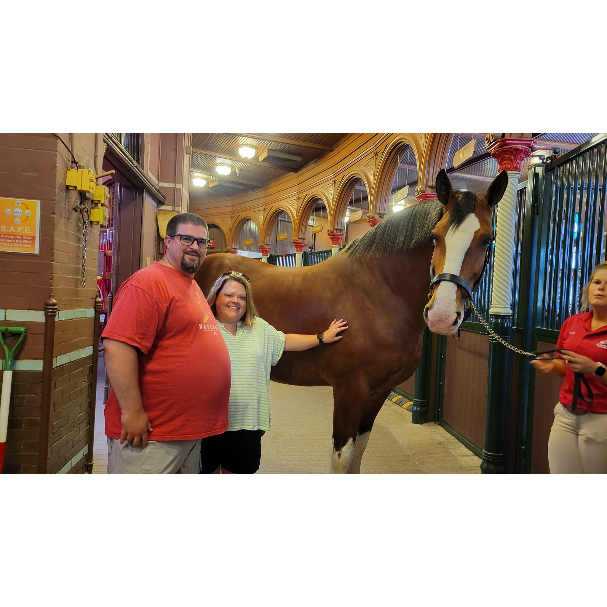During the VIP experience at the Busch tour with one of the smaller Clydesdale horses