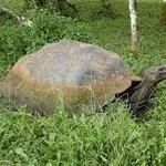 Rancho Primicias - Giant Tortoise Reserve