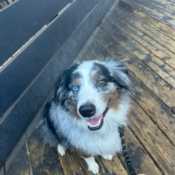 Treats for Scout