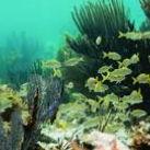 John Pennekamp Coral Reef State Park
