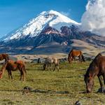 The Secret Garden Cotopaxi