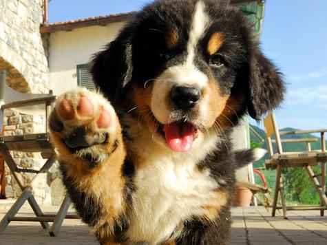 Puppy Fund