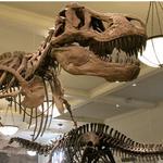 American Museum of Natural History