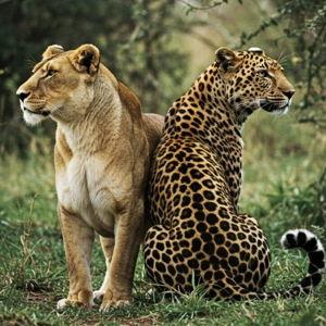 Africa Honeymoon Fund