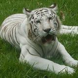 Zoosiana
