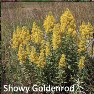 Showy Goldenrod (Solidago speciosa)