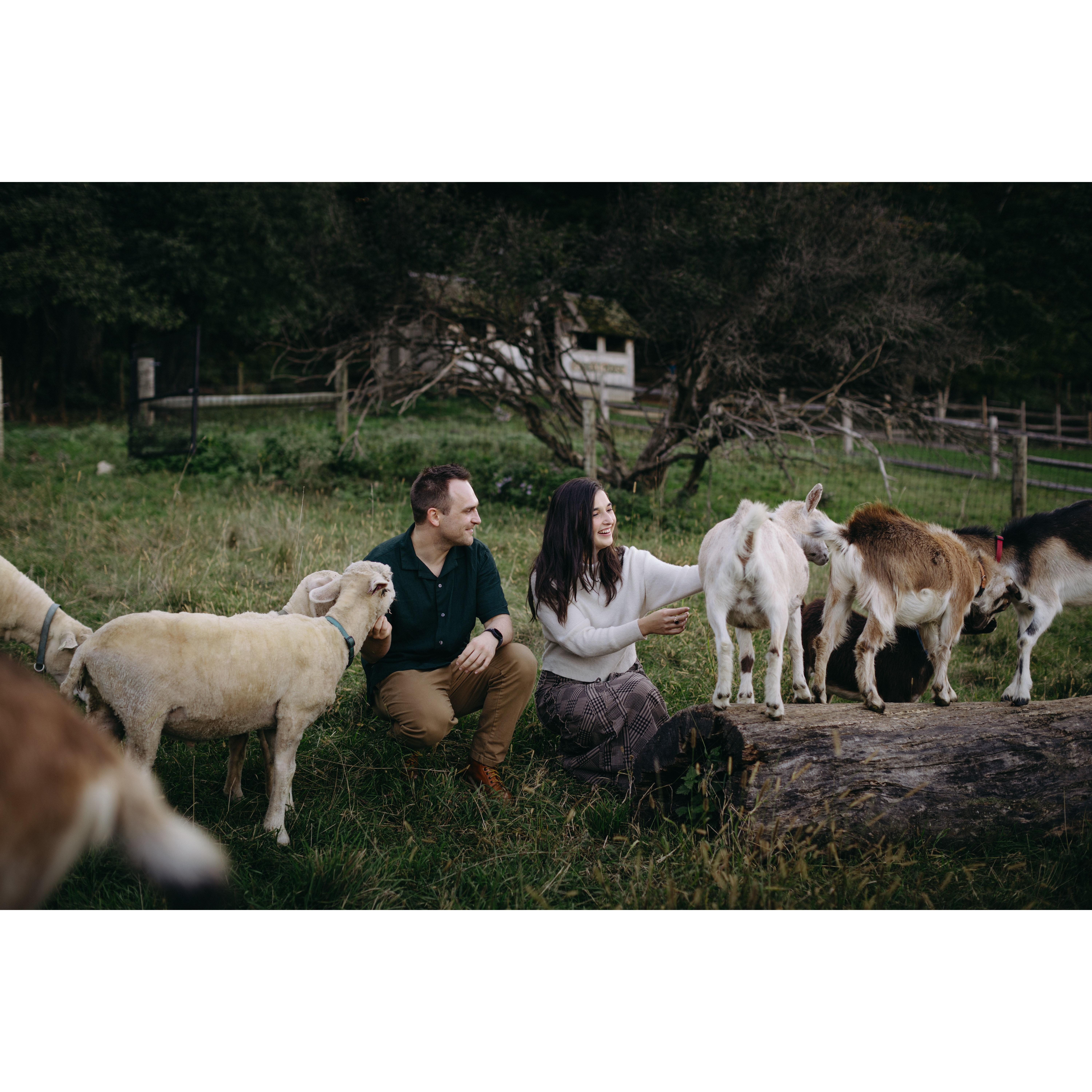 We love farm animals! More engagement shoot pictures. :)