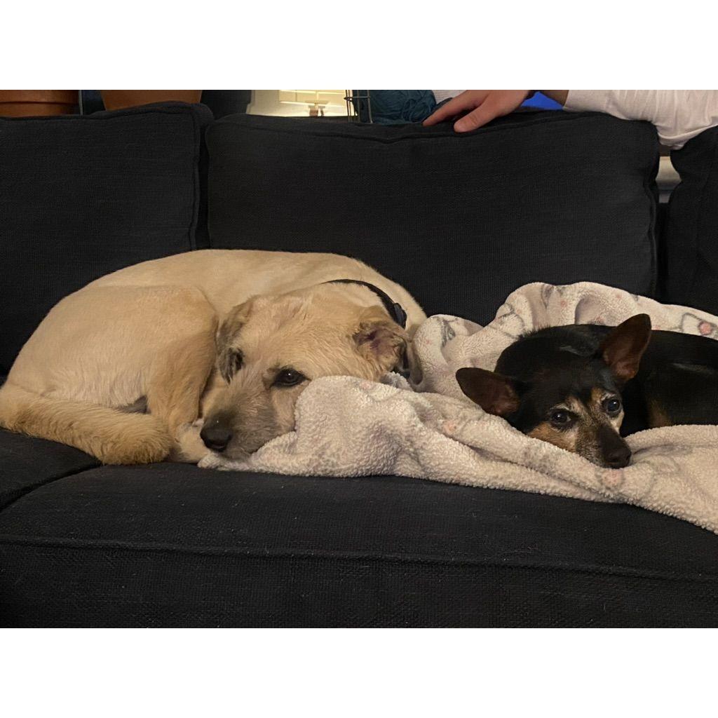 After living together for about a year, Molly and Izzy now intentionally lay near each other on the couch.