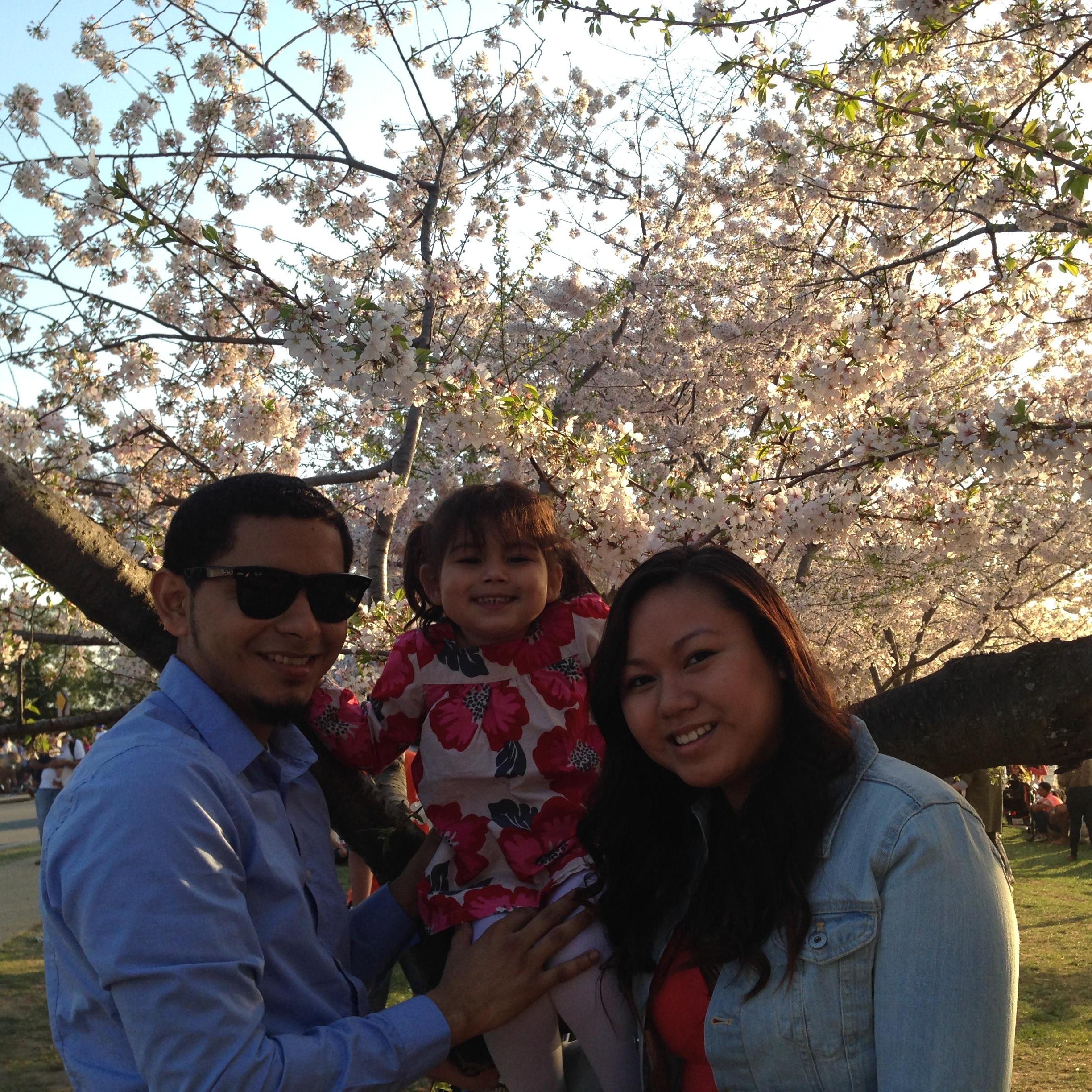 Cherry Blossom Festival, April 2014.