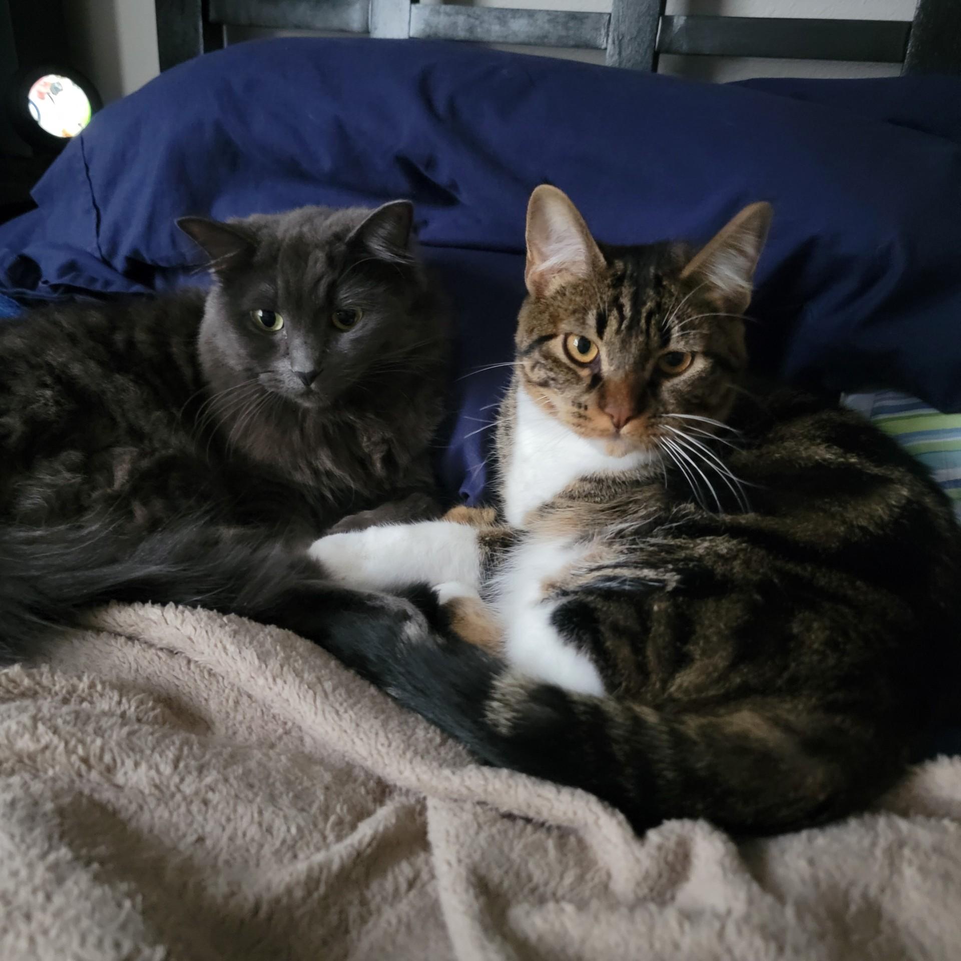 Our fur babies, Lola The Elusive One and Theo-no, The Cuddle Demon.