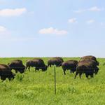 Nachusa Grasslands - Visitor Center