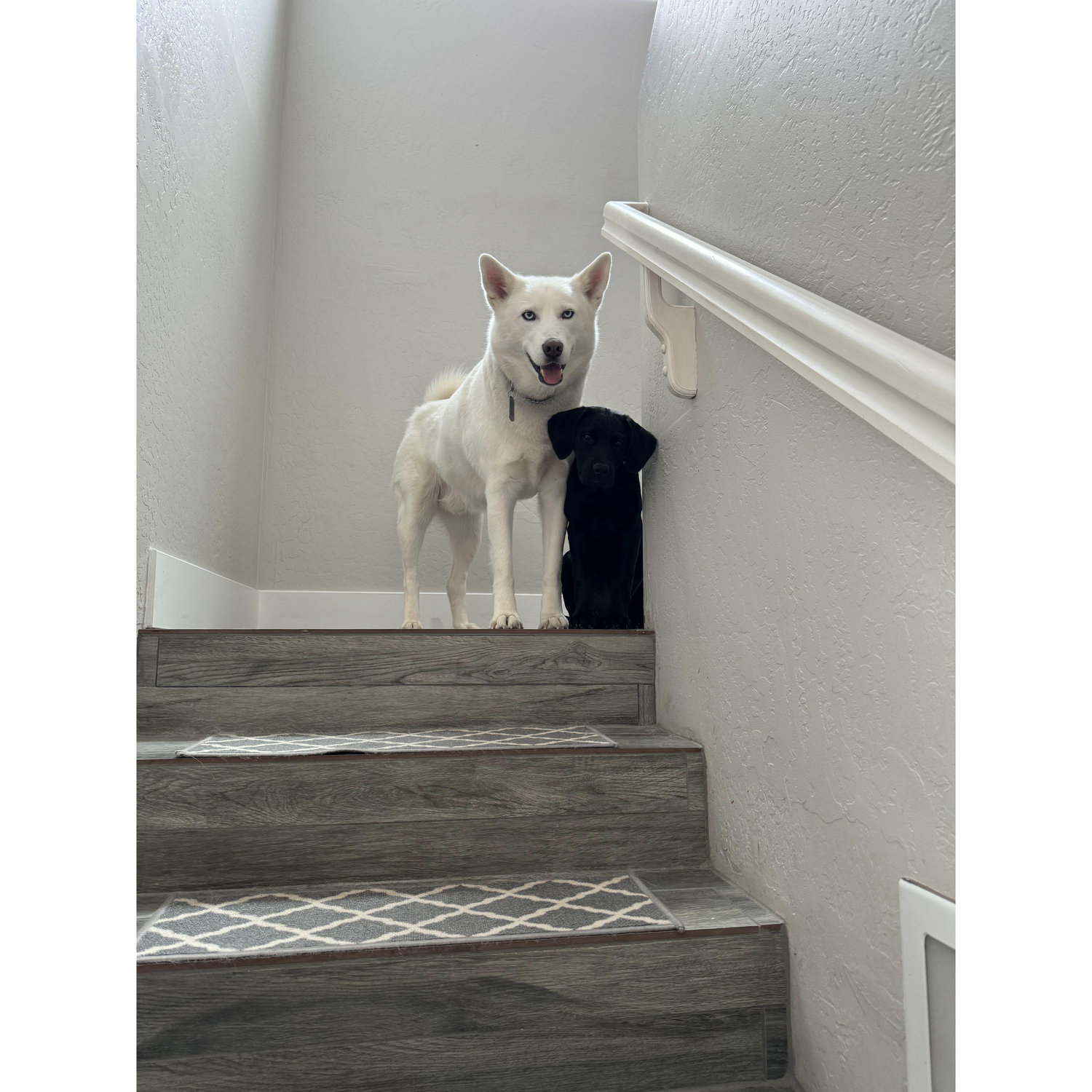 Kenai & Raven