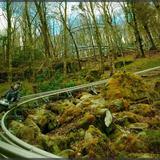 Wilderness Run Alpine Coaster