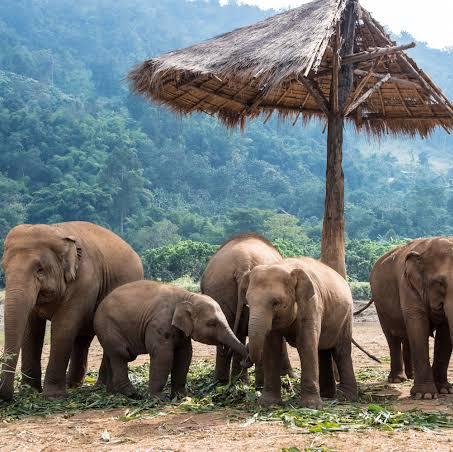 Elephant Nature Reserve - Half Day Visit