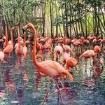 Aviario Nacional de Colombia