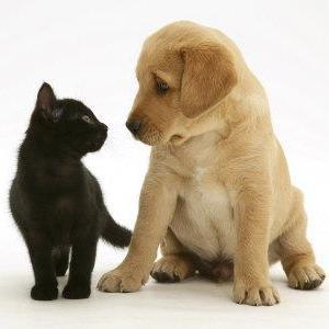 Pet Fund