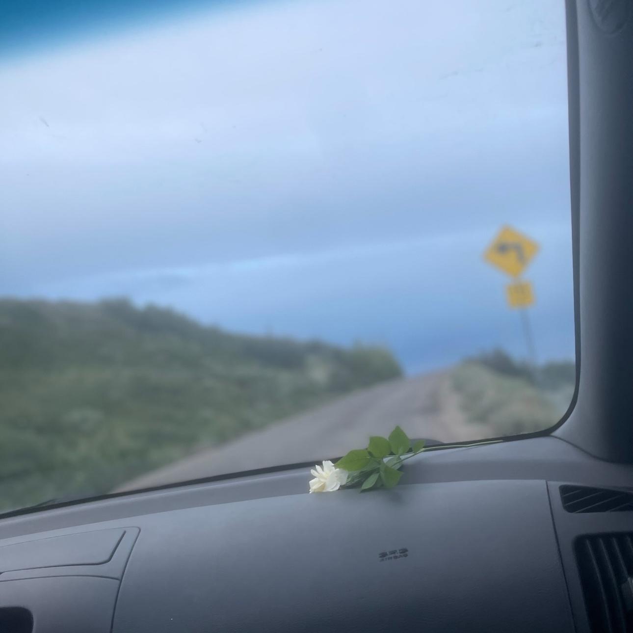 The flower he asked me to be his girlfriend with🤍