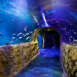 SEA LIFE Orlando Aquarium