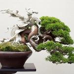 Pacific Bonsai Museum