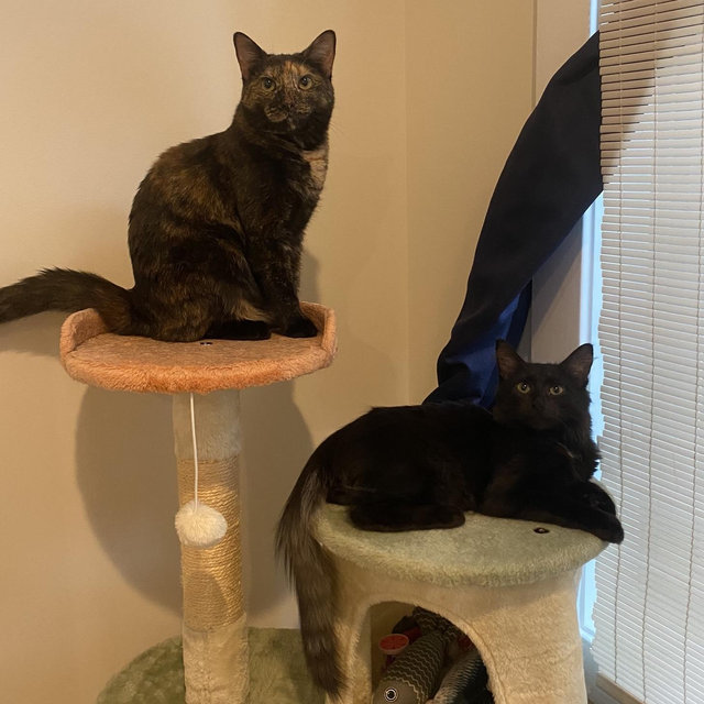 Fur-baby fund