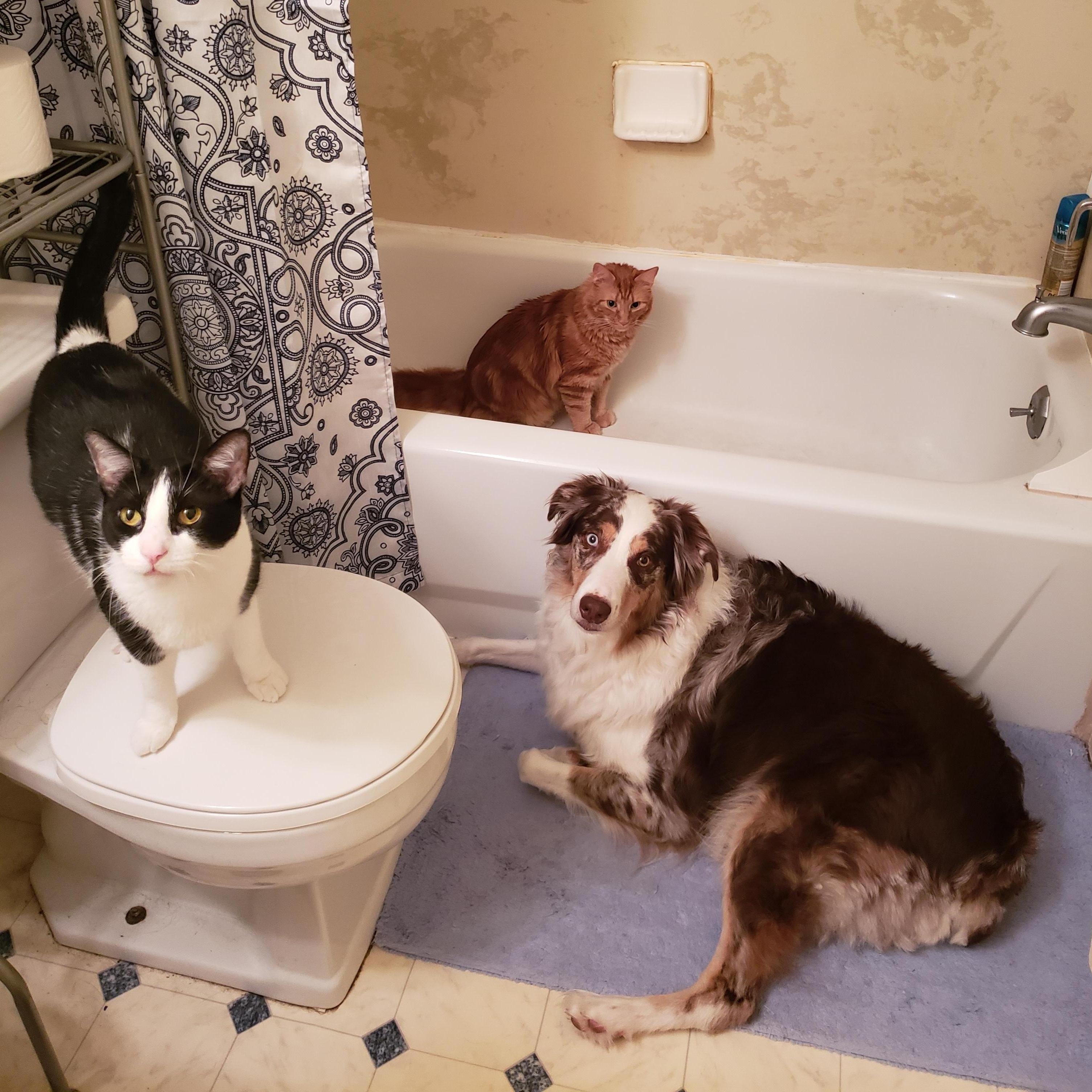 A rare time of all the animals. 6.7.18