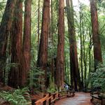 Muir Woods National Monument