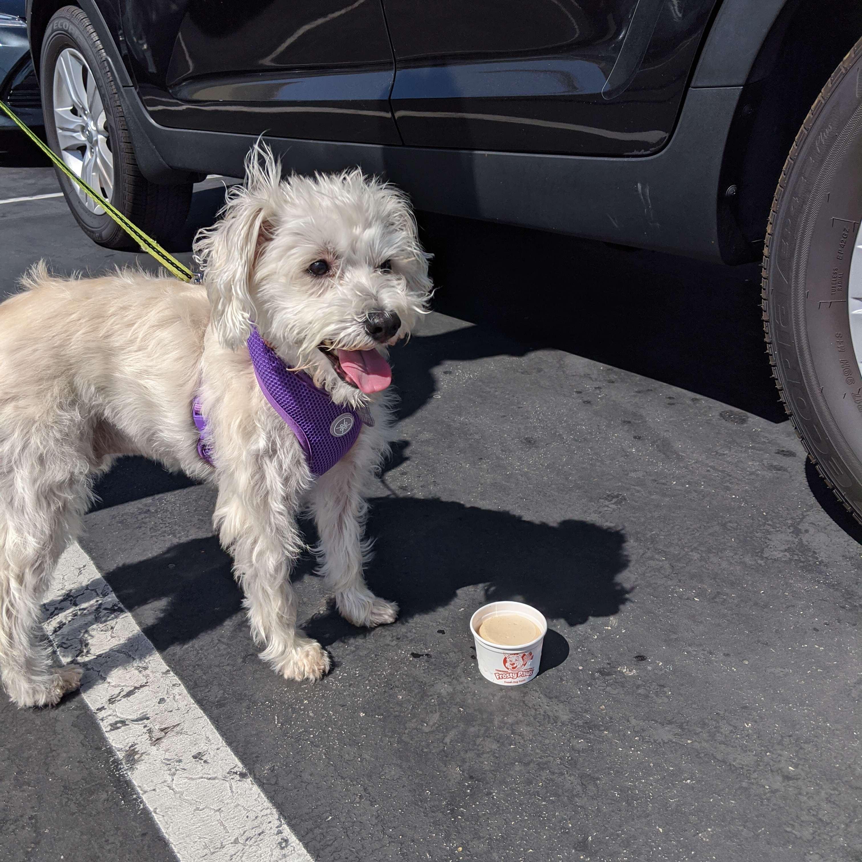 Rhino's Birthday! Celebrating with ice cream! 