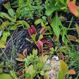 Stanley Rehder Carnivorous Plant Garden