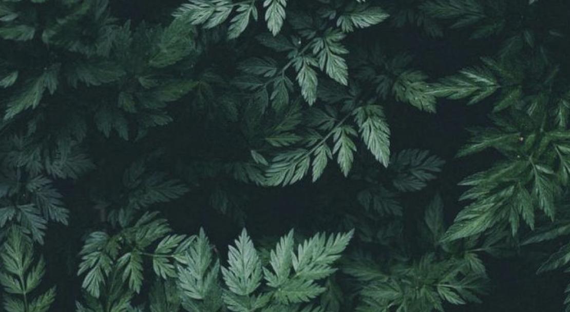 Footer image