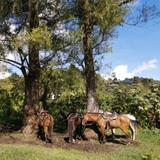 🐎 July 7  Cabalgata