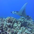 Manta Ray Night Snorkel