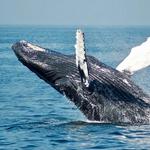 Cap’n Fish’s Whale Watch