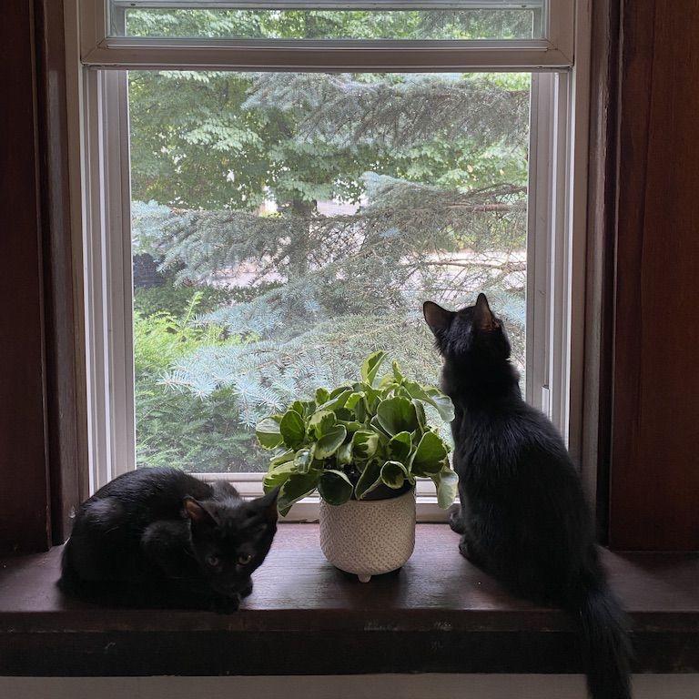 Adopting Shadow and Luna, June 2022
