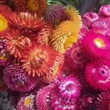 Midtown Farmers Market