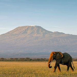 Honeymoon Safari